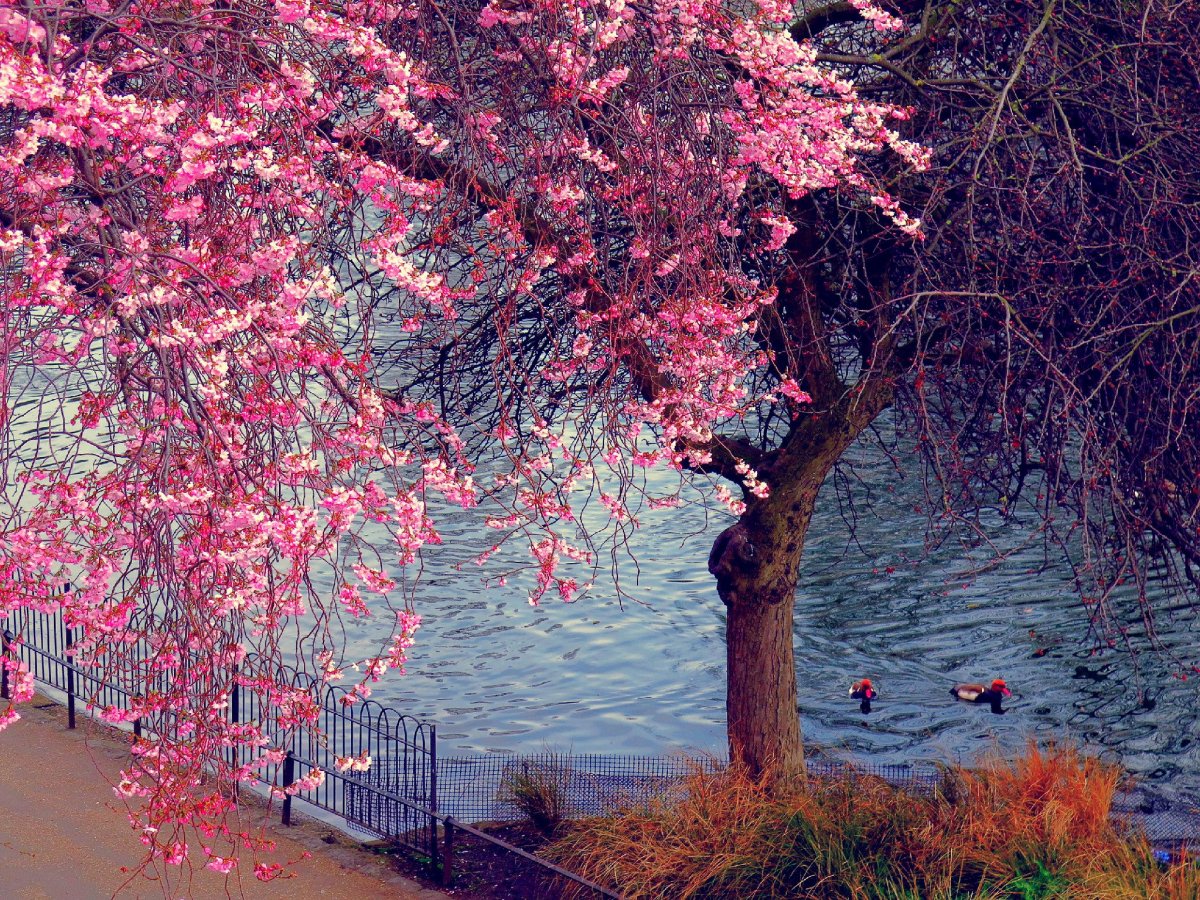 Весна в Лондоне