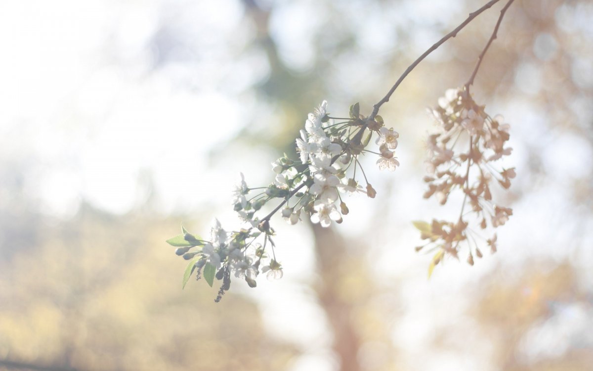 Весна Минимализм