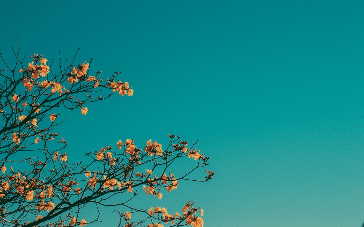 Ветка дерева