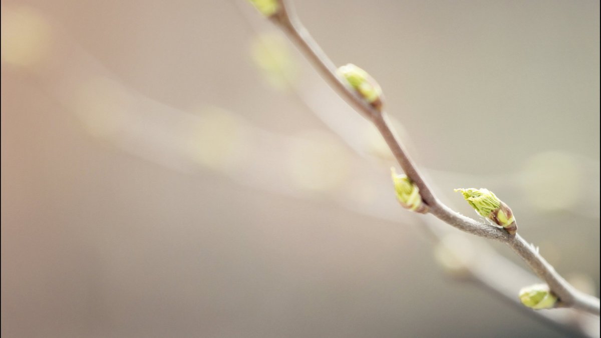 Ветка весной