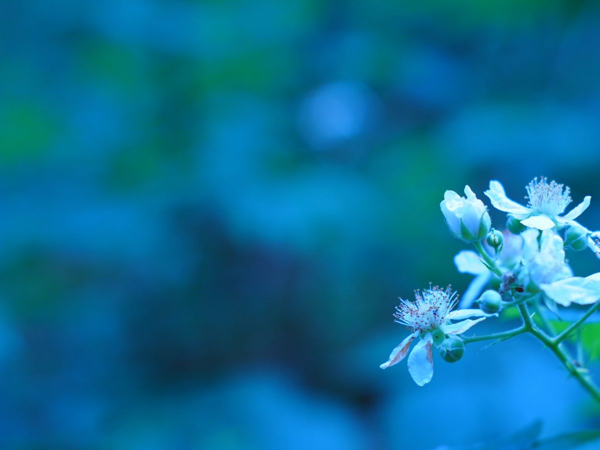 Обои на рабочий стол 1920х1080 цветы