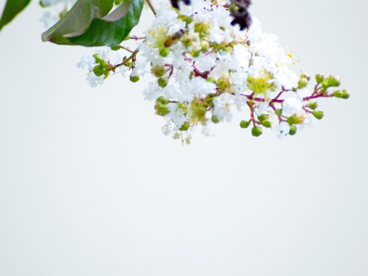 Весенние цветы Минимализм