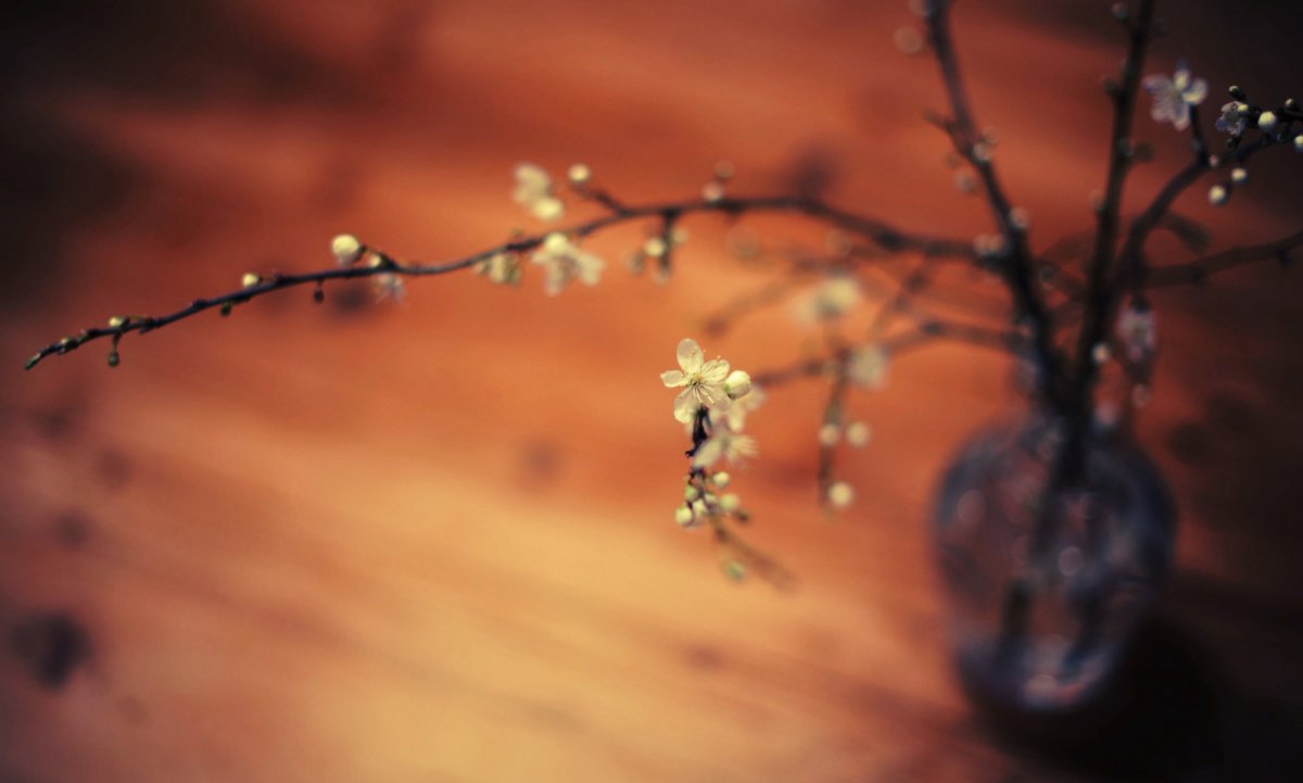 Веточка Эстетика