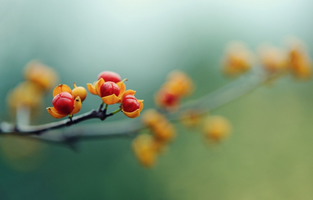 Ветка Макросъемка