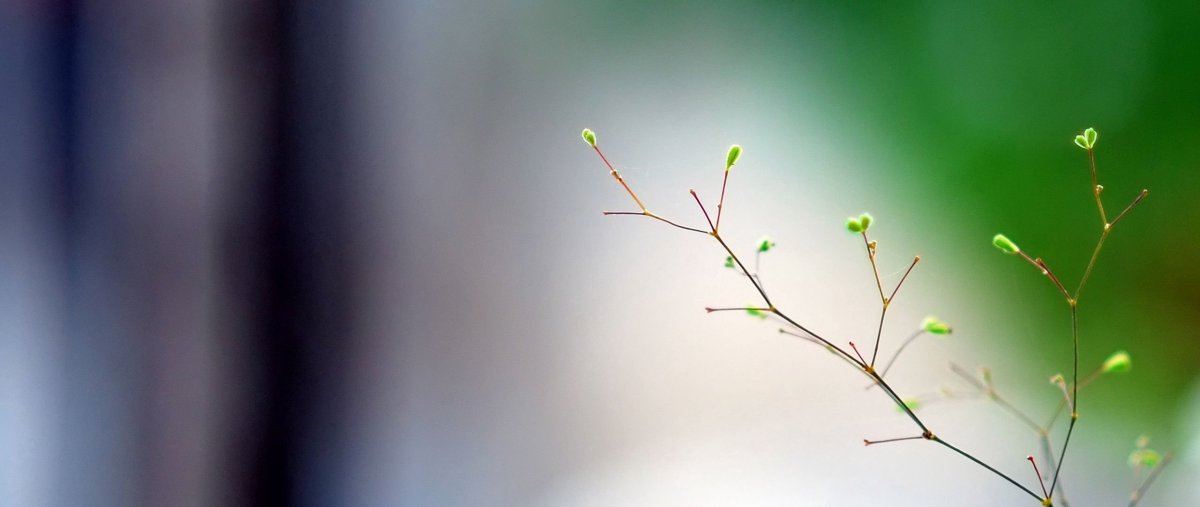 Ветка Минимализм