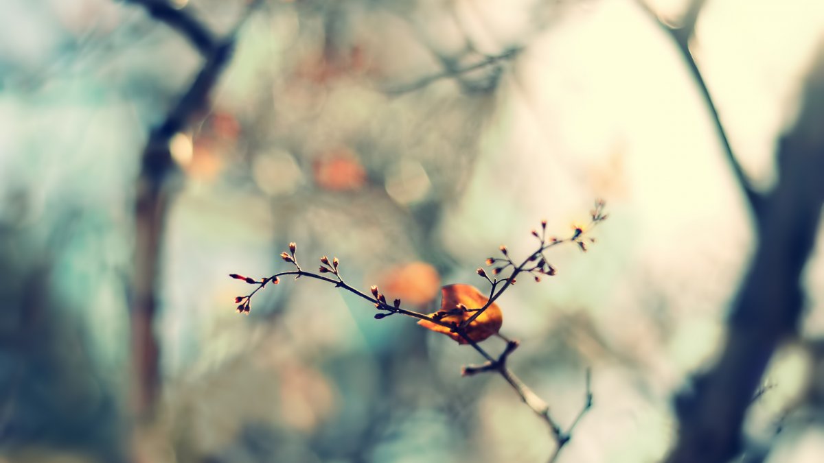 Ветка с размытым фоном