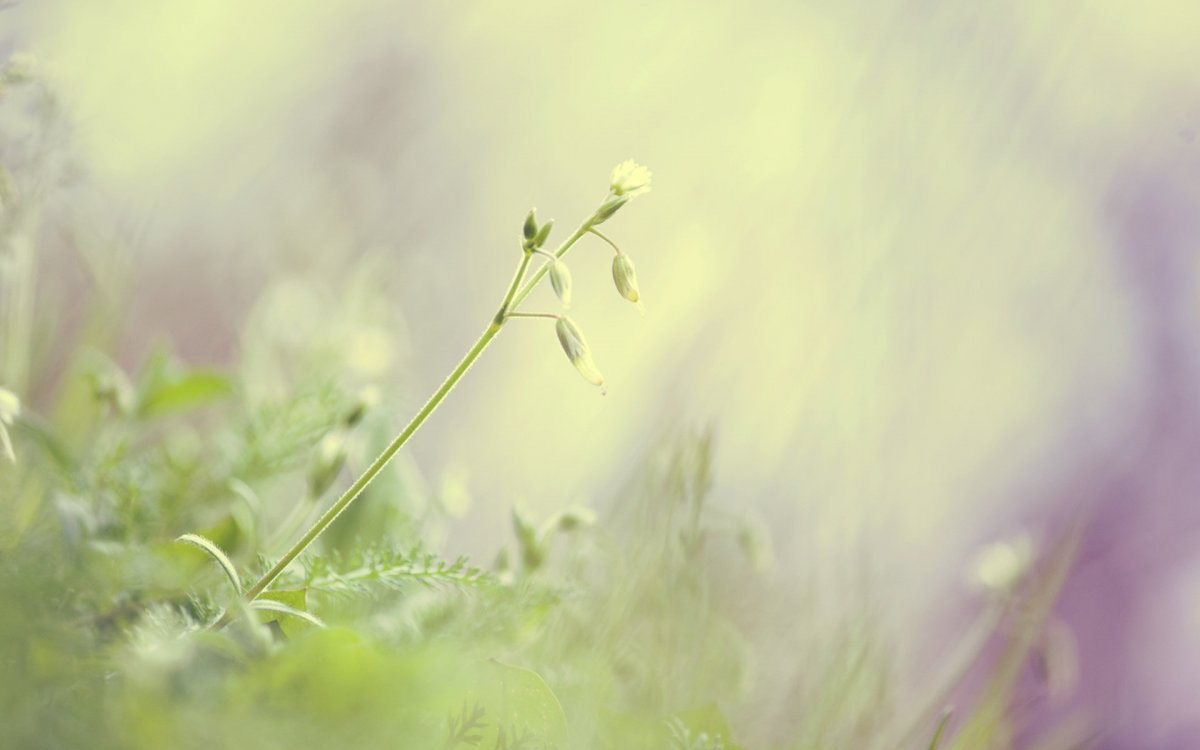 Природа в светлых тонах