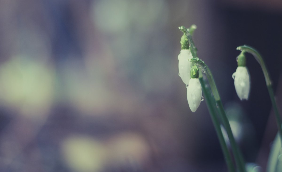 Картинки на рабочий стол Весна Минимализм