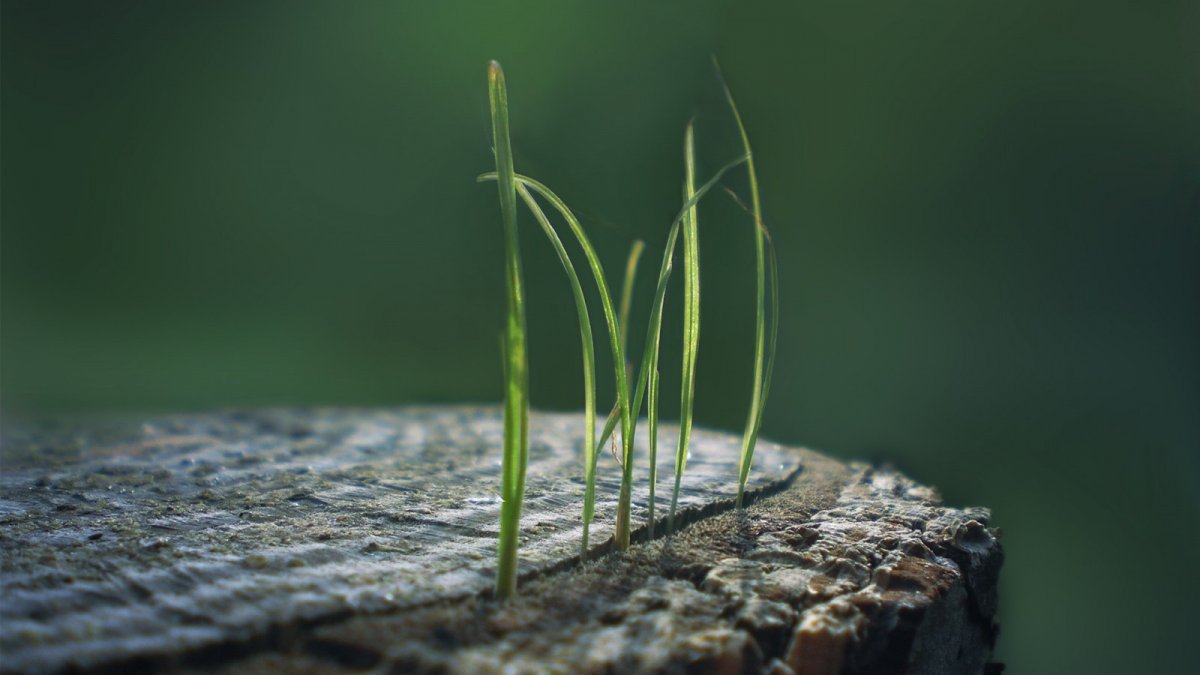 Трава макро