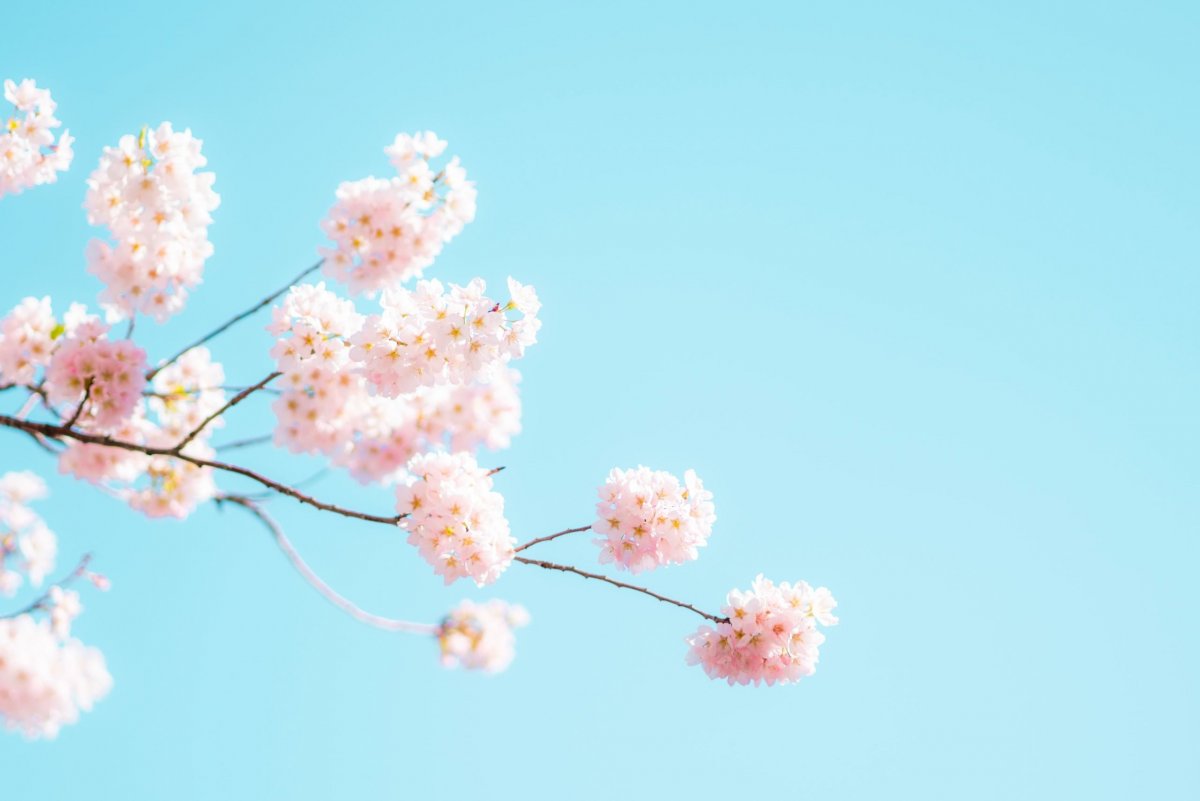 Цветение природа Минимализм