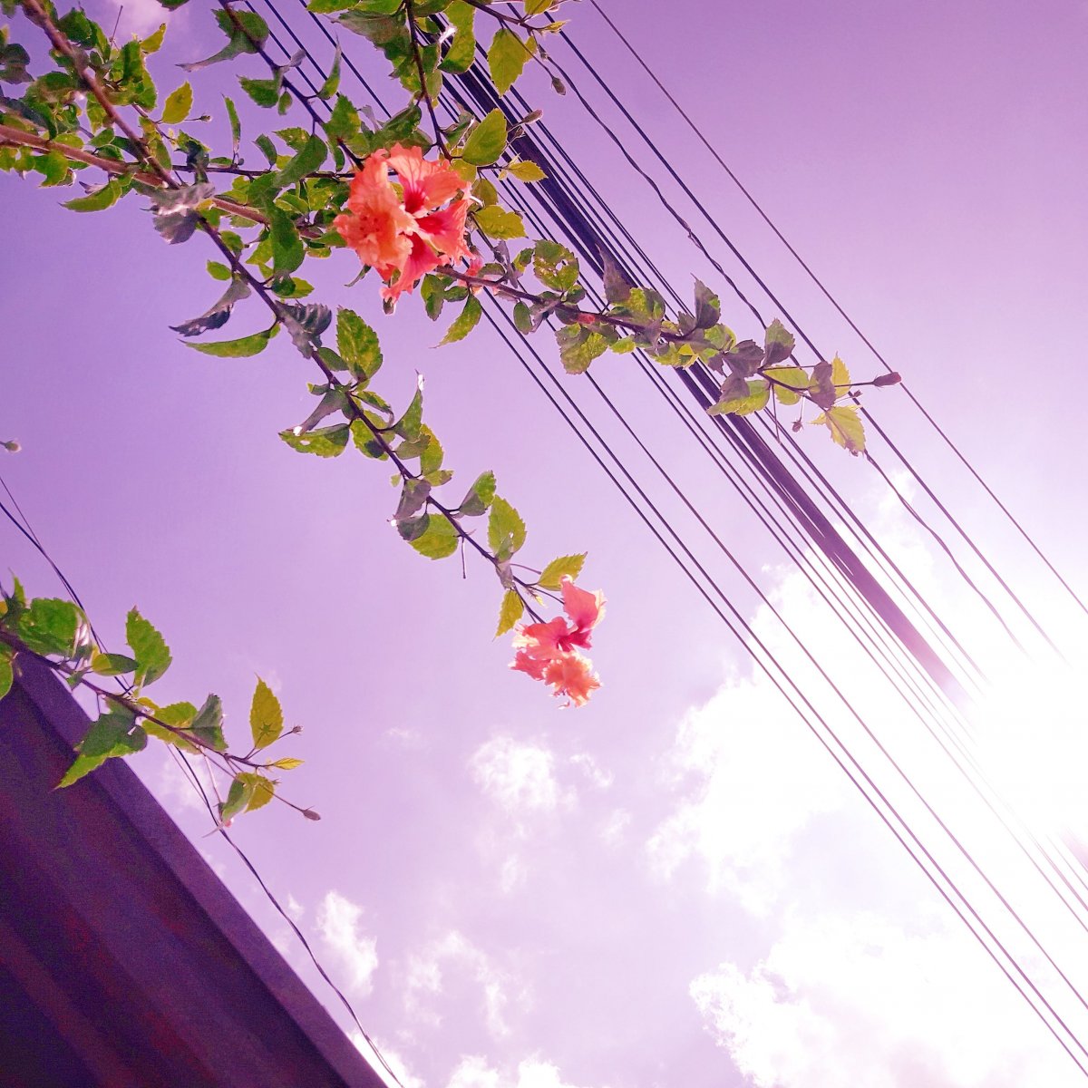 Весна Эстетика Минимализм