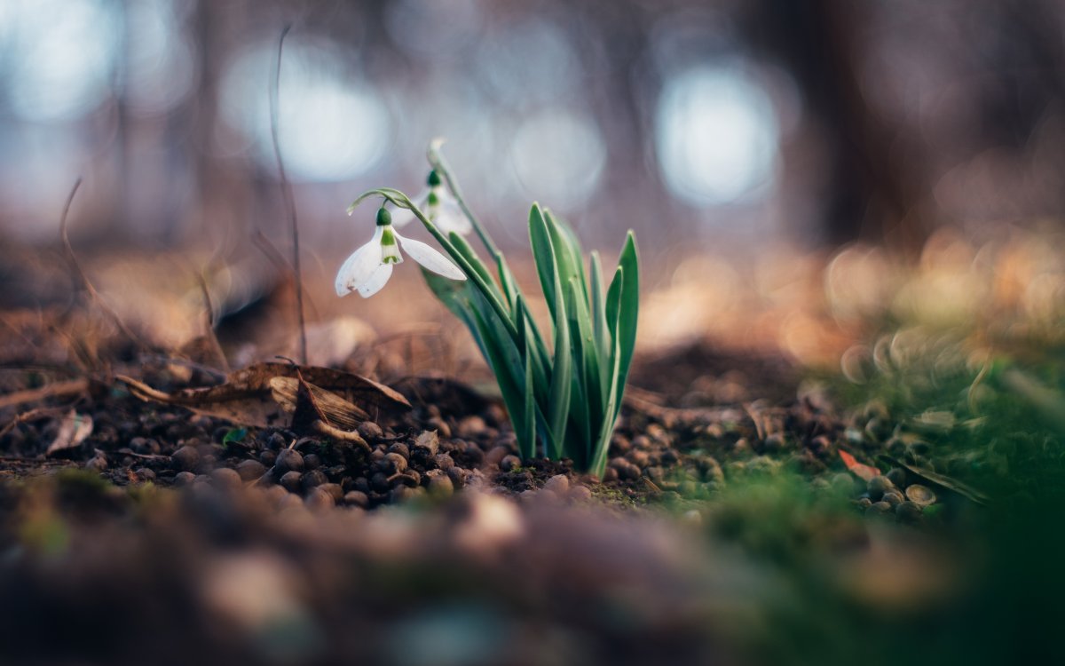 Подснежники фон
