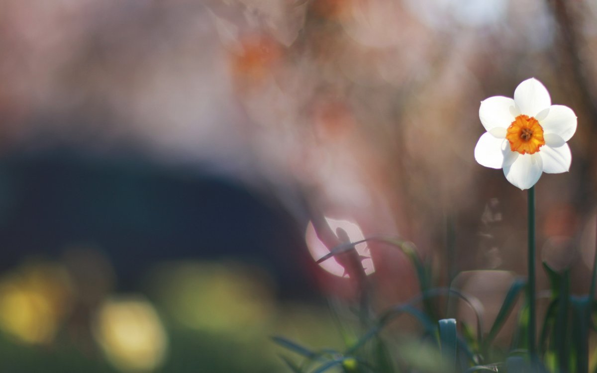 Фото на рабочий стол телефона Минимализм Весна