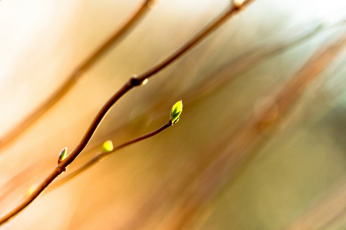 Весна солнце ветка