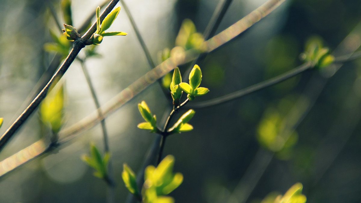 Рабочий стол Весна Минимализм