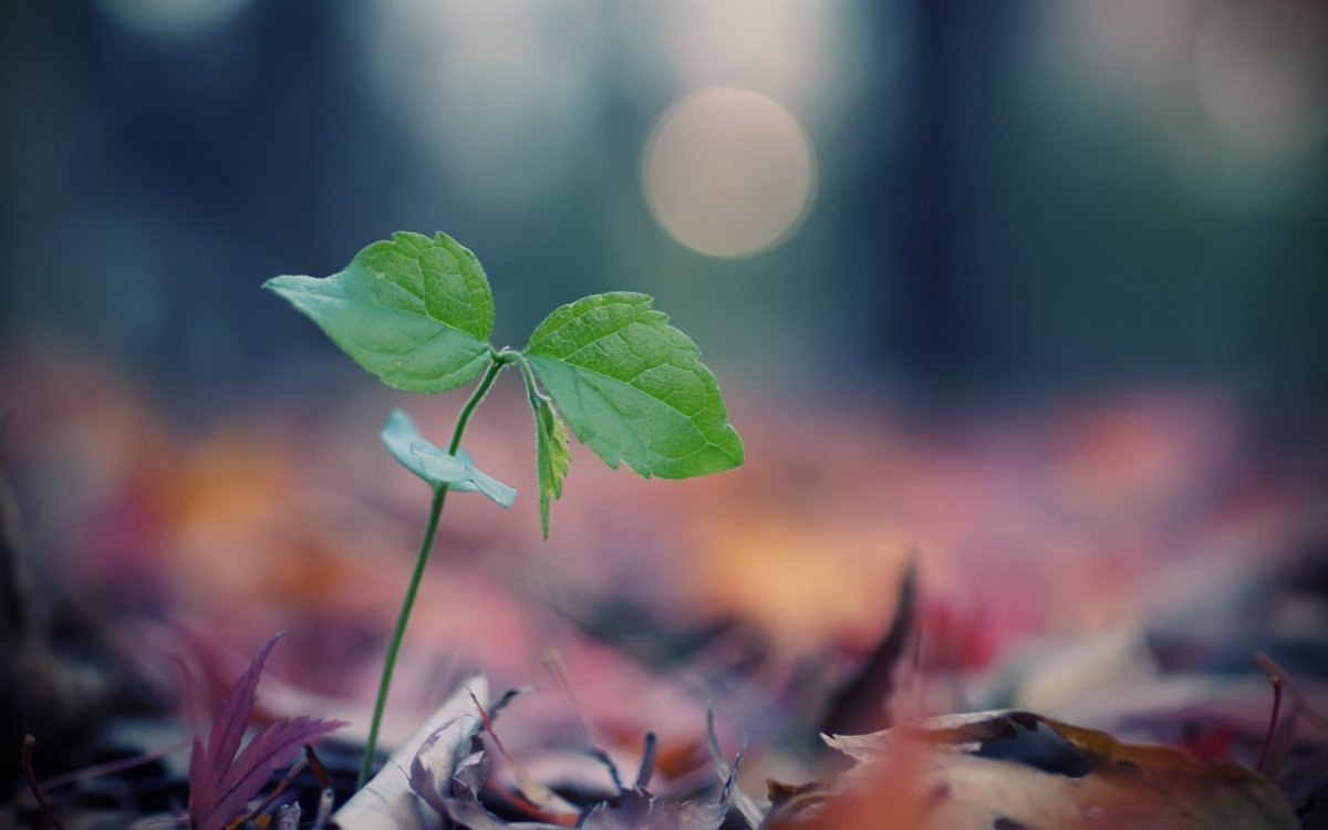 Росток Макросъемка