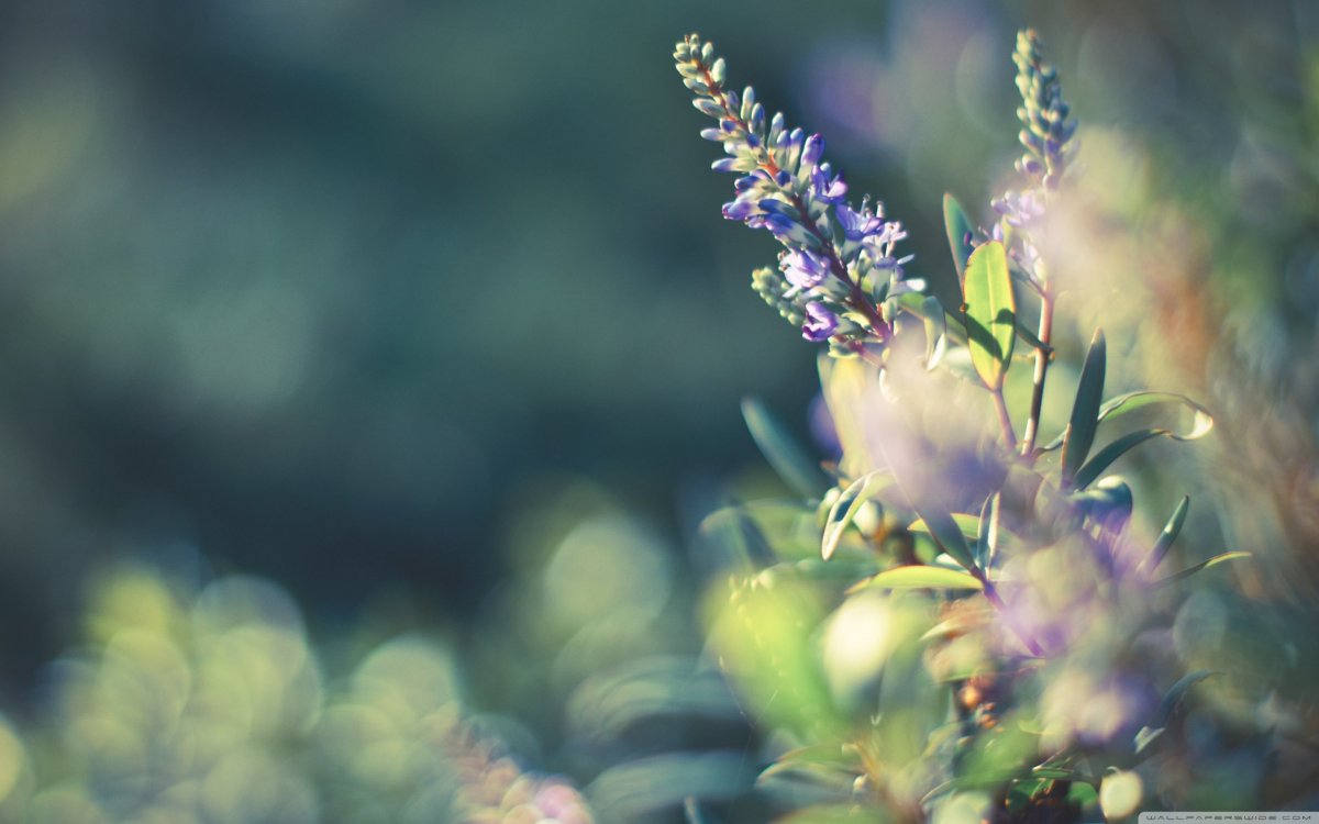 Фон природа размытый