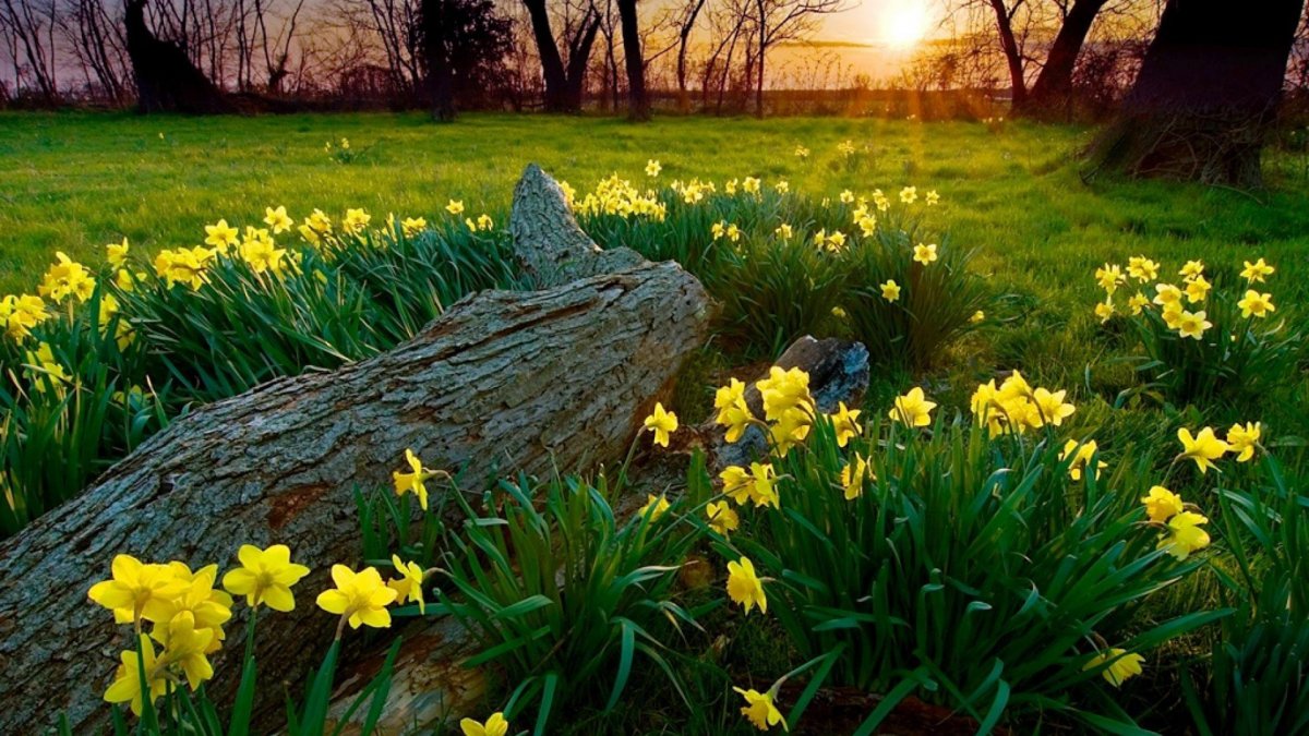 Весна солнце цветы