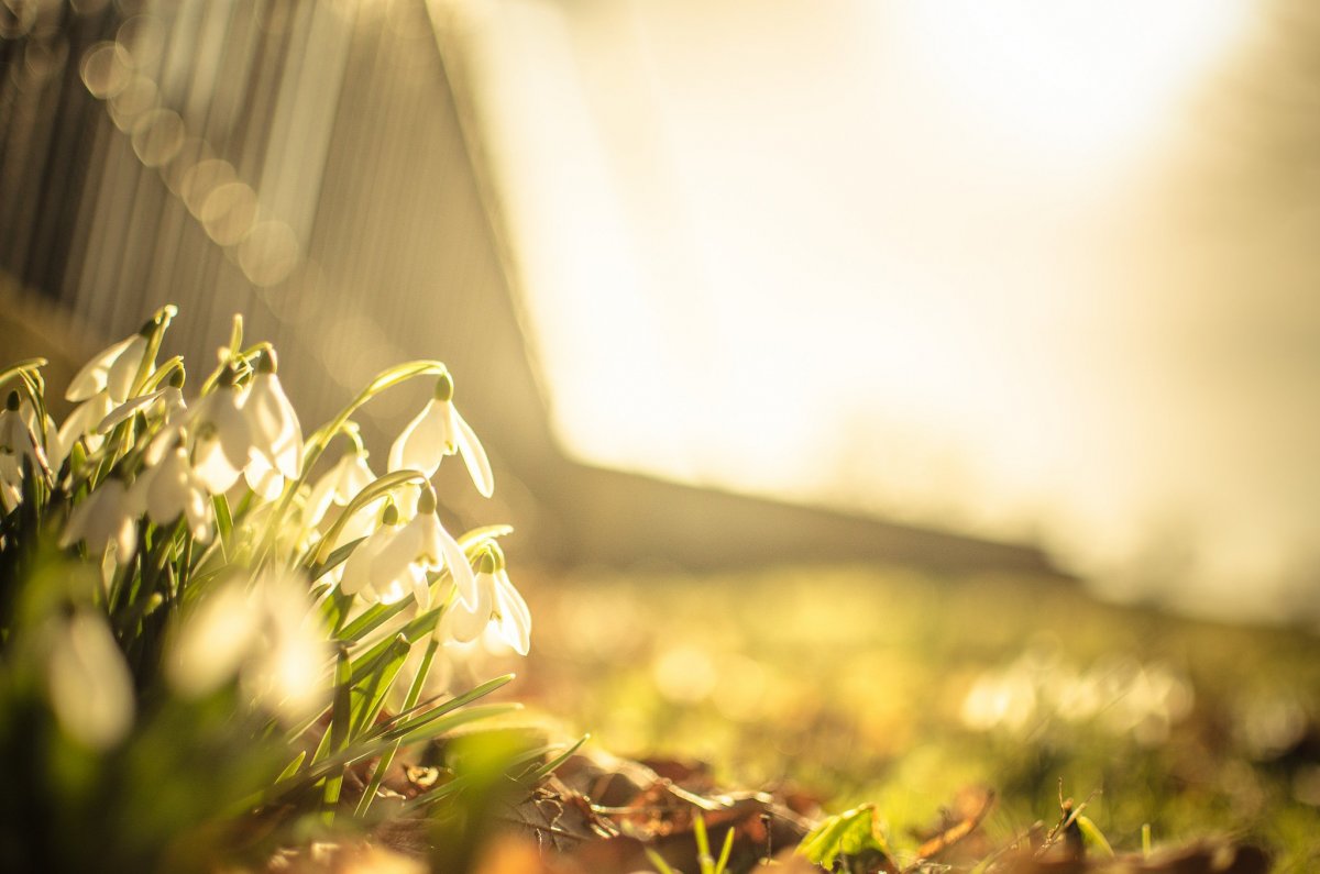 Весенний фон