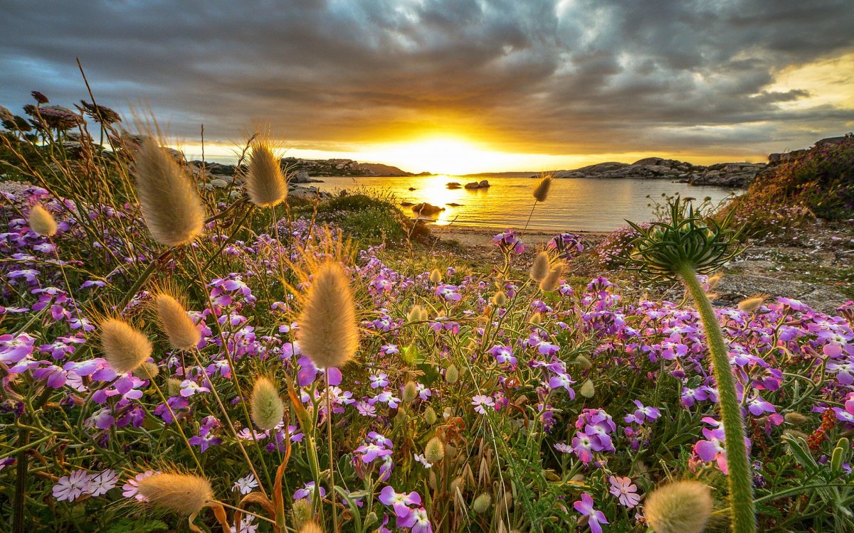 Рассвет с цветами