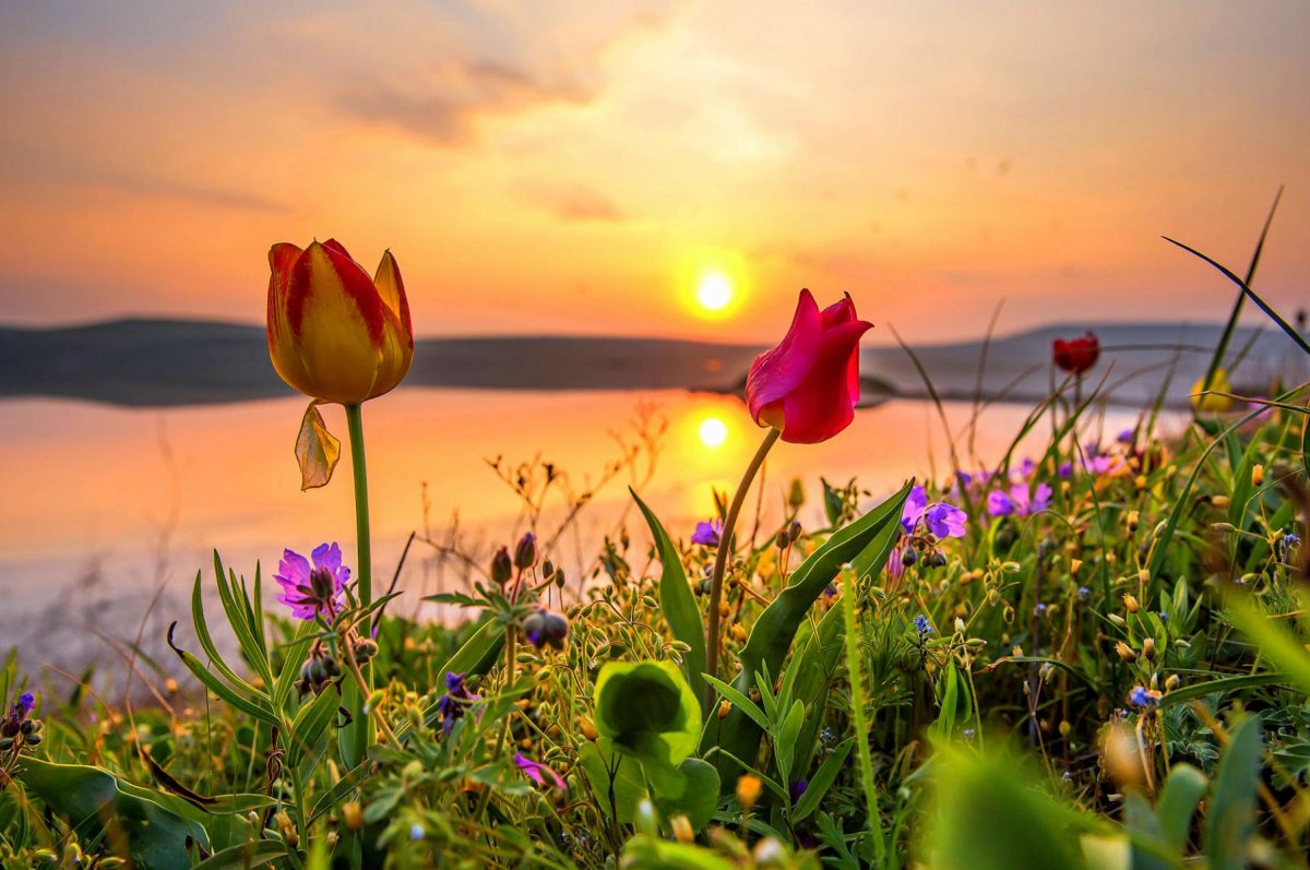 Цветы Весна море солнце