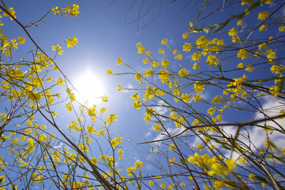 Весеннее небо