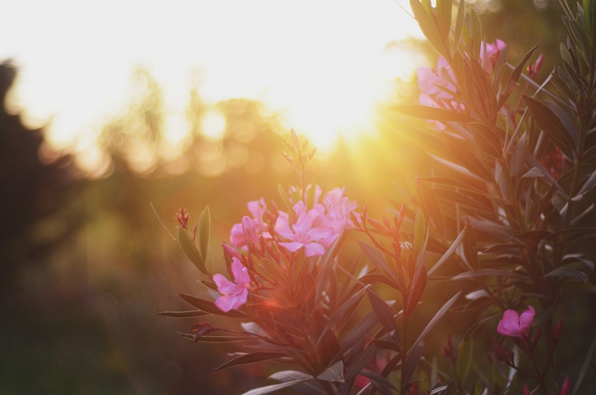 Утренние цветы