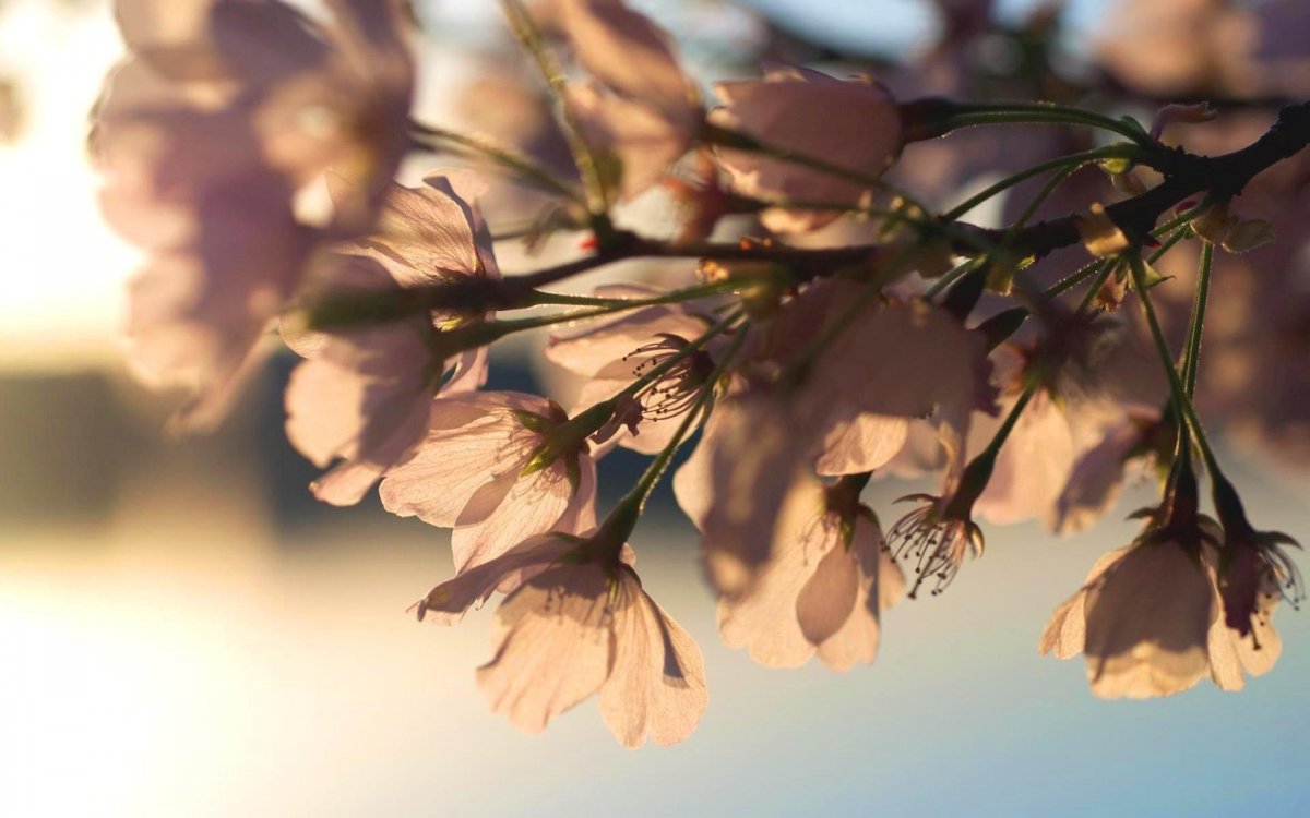 Бежевые весенние цветы