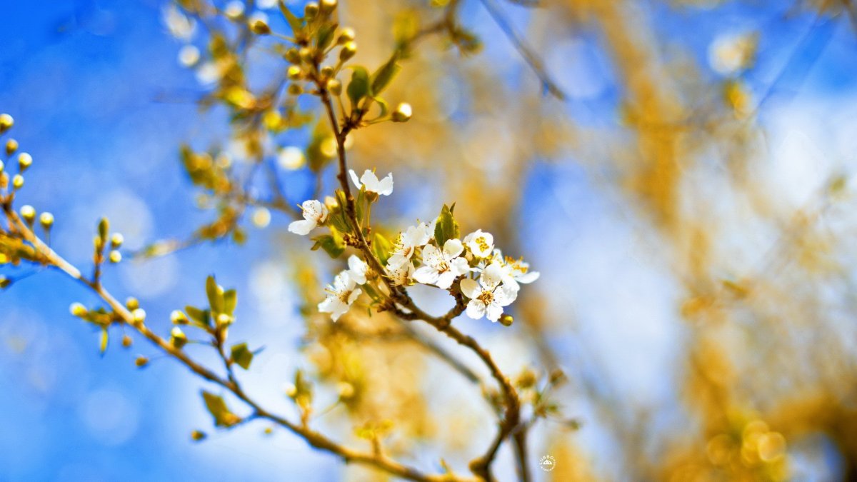 Ранняя Весна