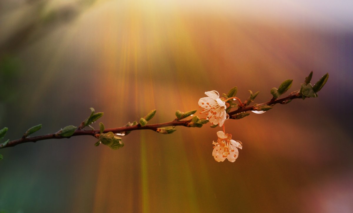 Цветы в лучах солнца