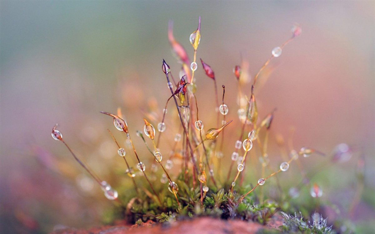 Весна макро