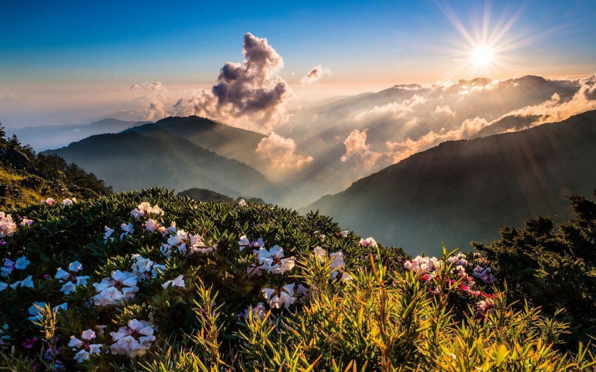 Горный цветок