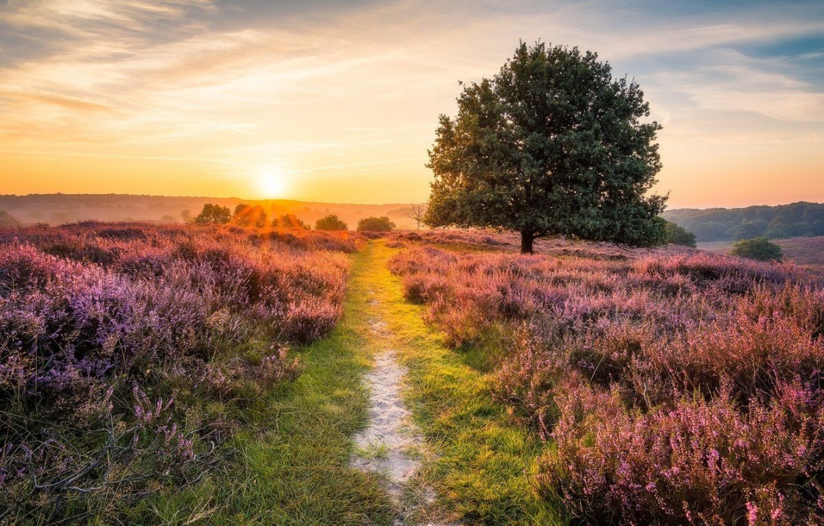 Вересковая Пустошь