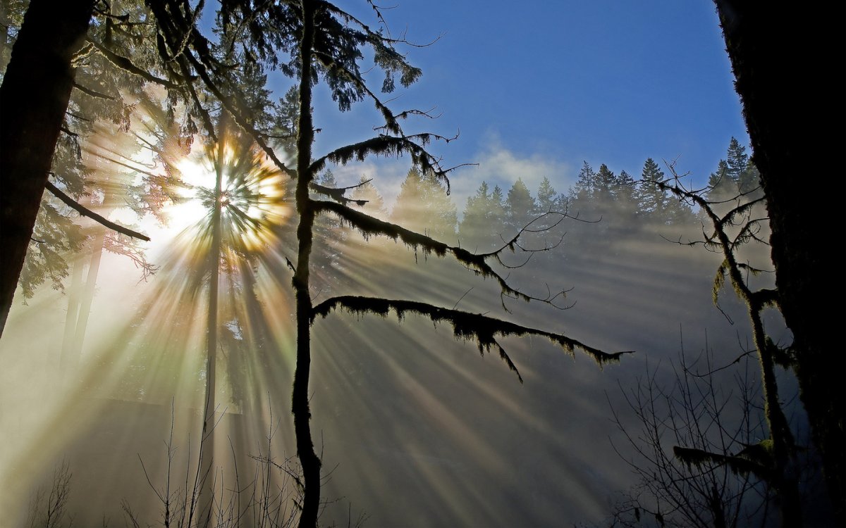 Рассвет в лесу весной