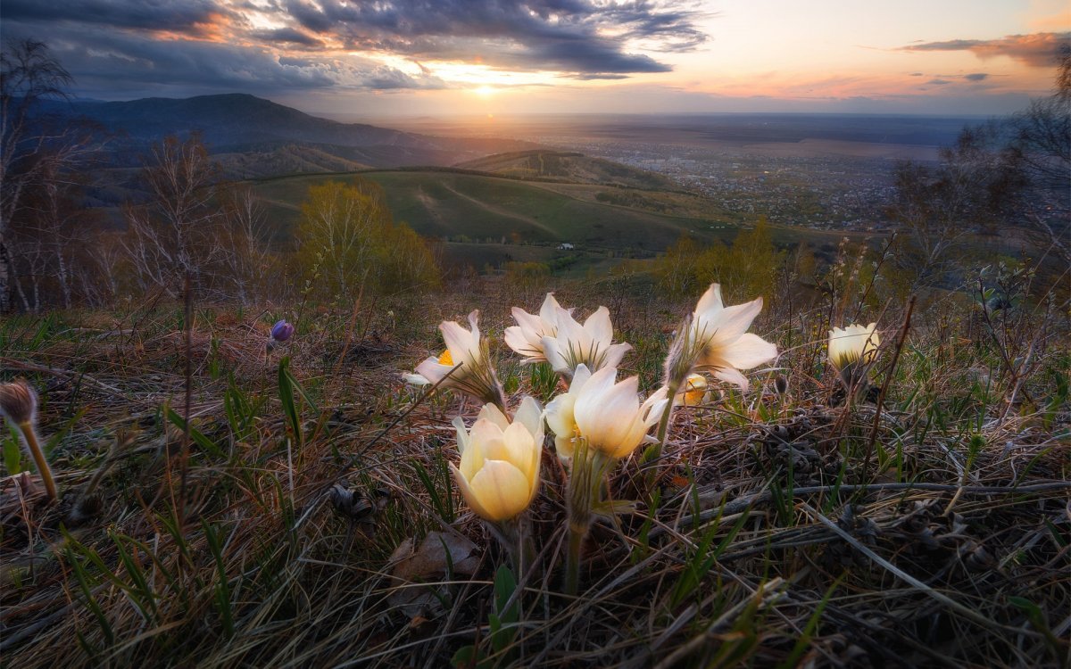 Подснежники эдельвейсы