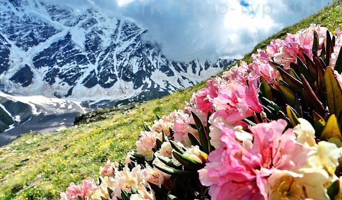 Рододендрон в Приэльбрусье