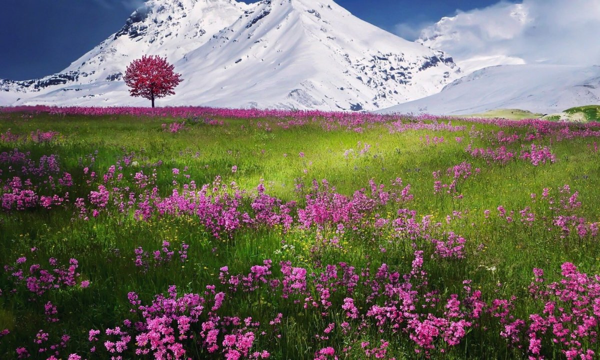 Хорошо весной в горах склоны запестрели цветами