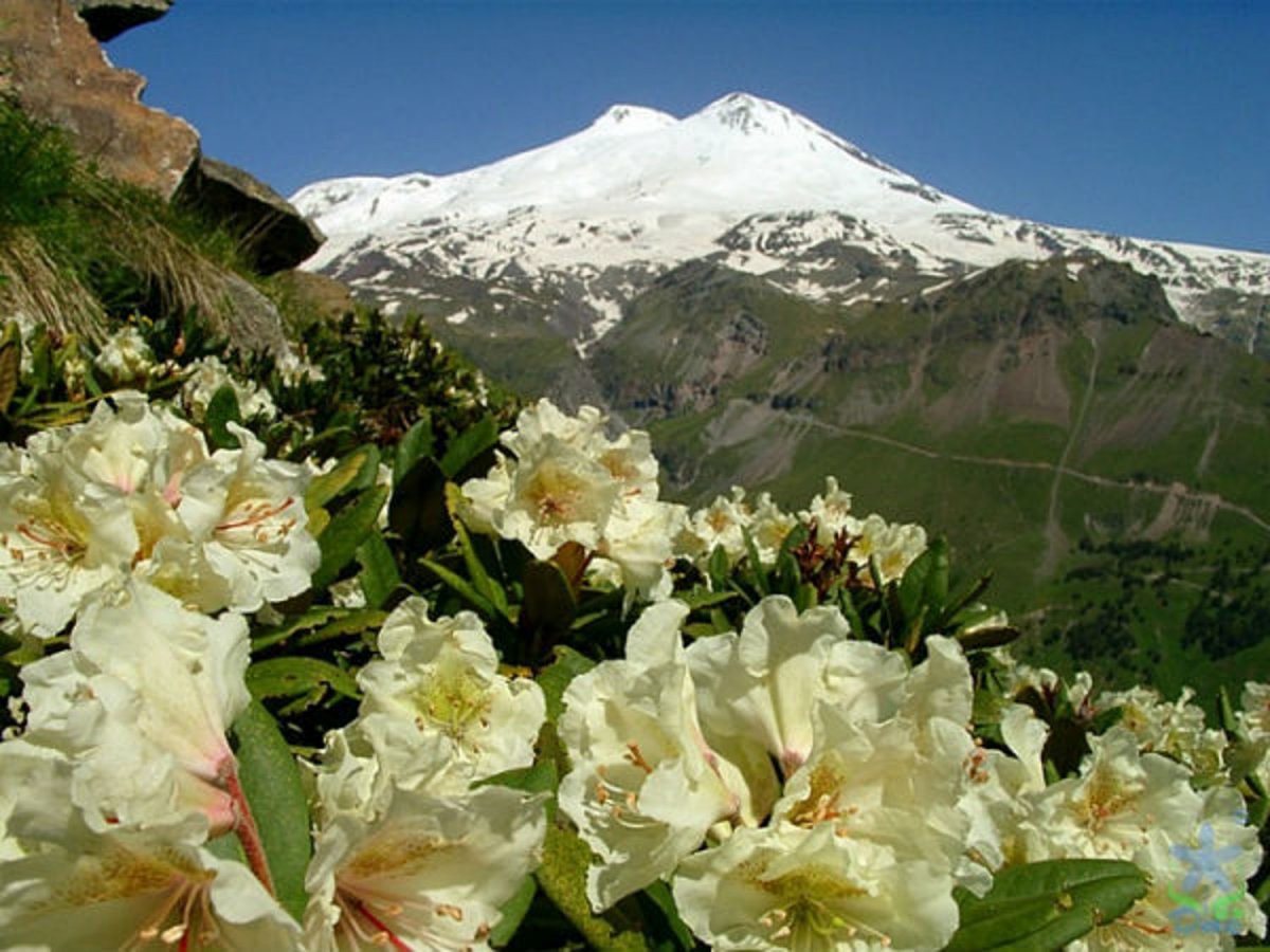 Рододендрон Приэльбрусья