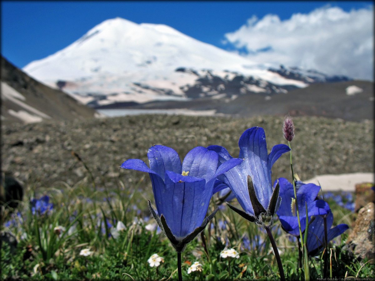 Горные колокольчики Приэльбрусье