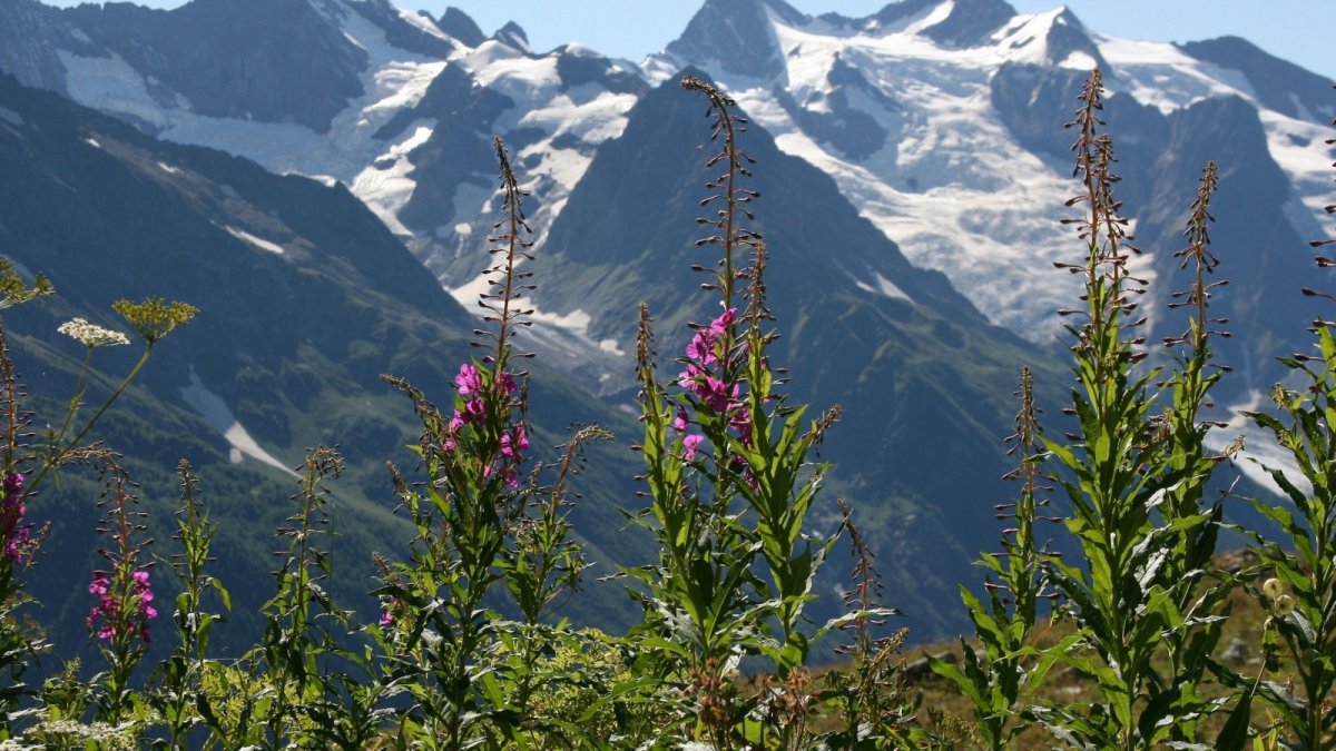 Лаванда Горная Северный Кавказ