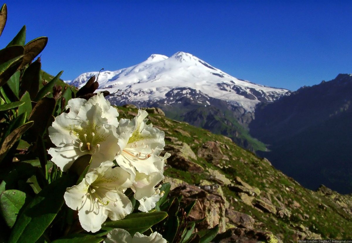 Рододендрон Приэльбрусья