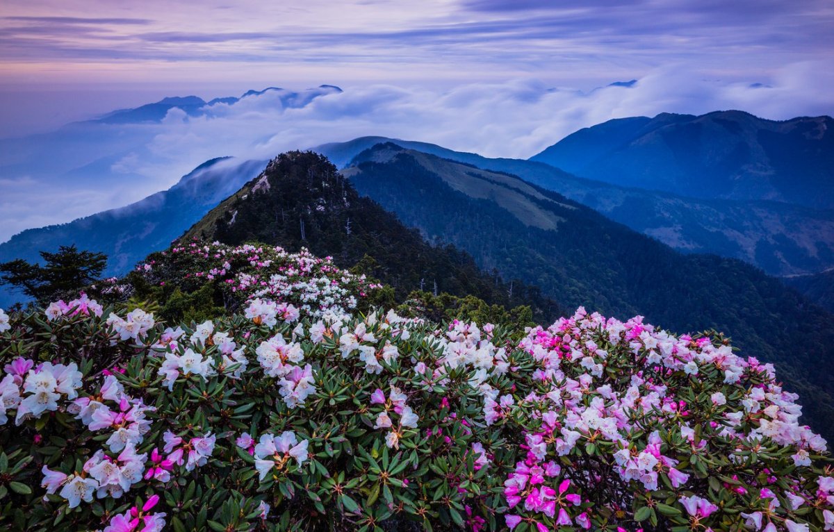 Рододендрон в горах Кавказа Эльбрус