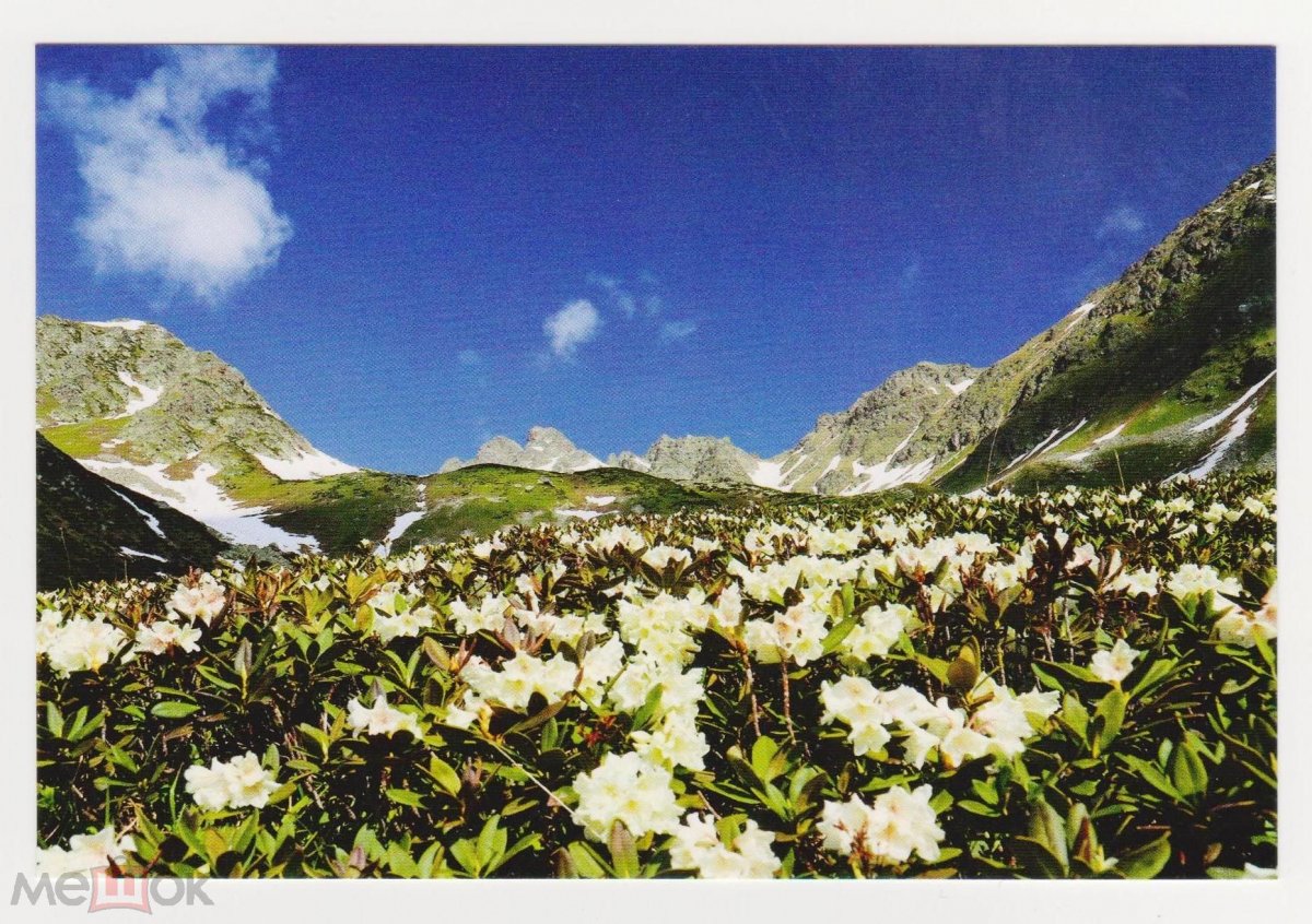 Горные цветы Архыза