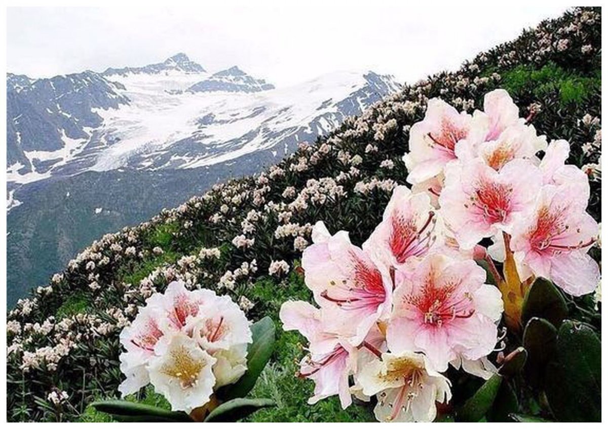 Чегет рододендроны