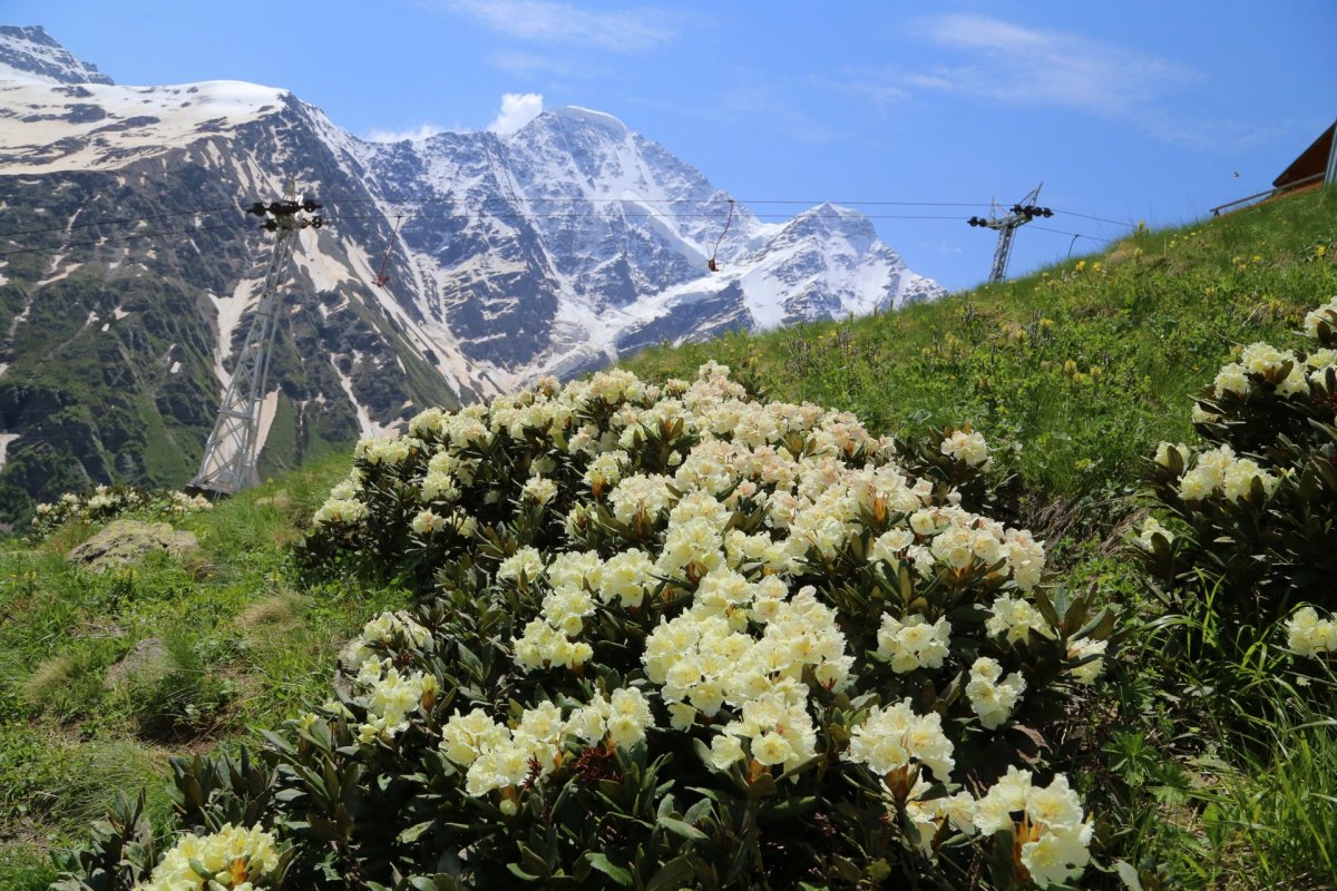 Кавказский национальный парк «Приэльбрусье» растения