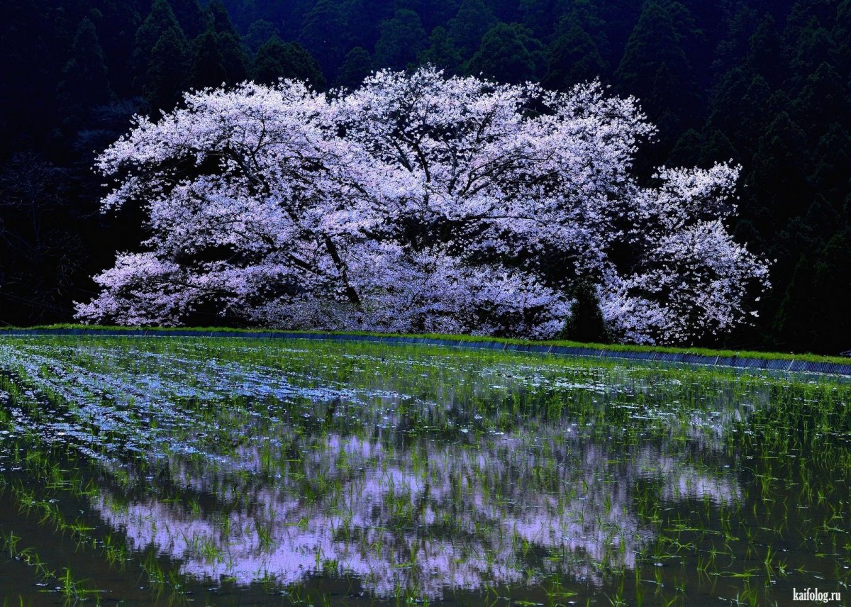 Весна Сакура