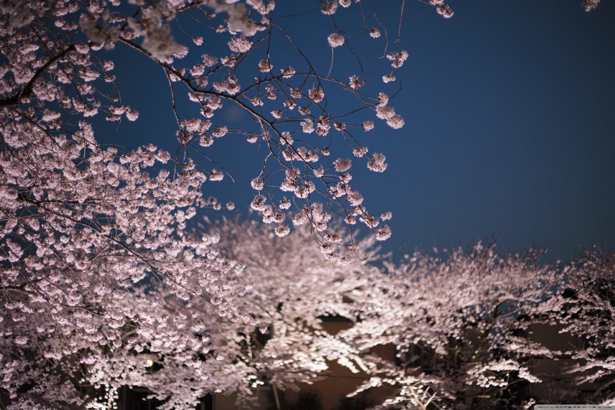 Сакура дерево