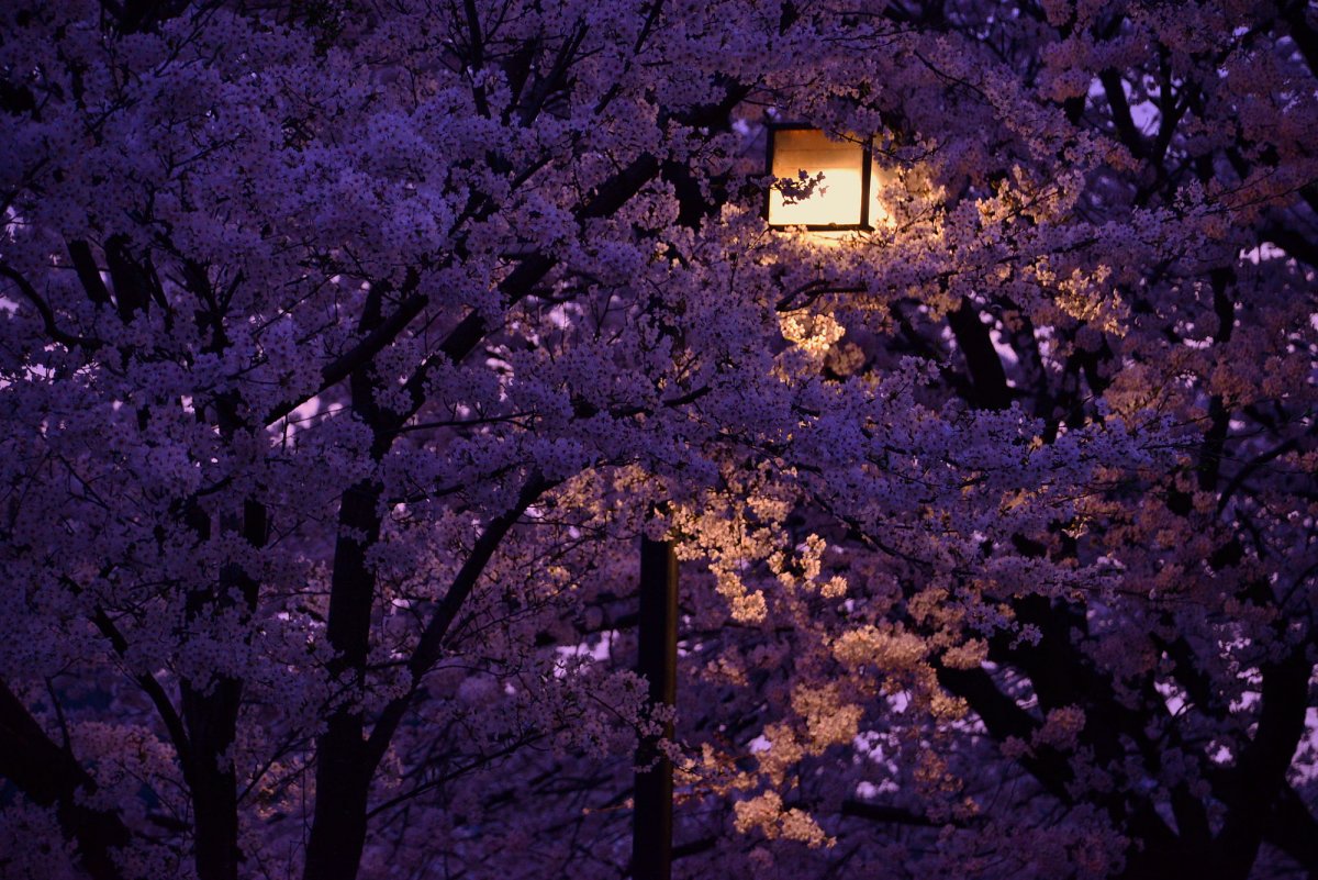 Ночная Сакура