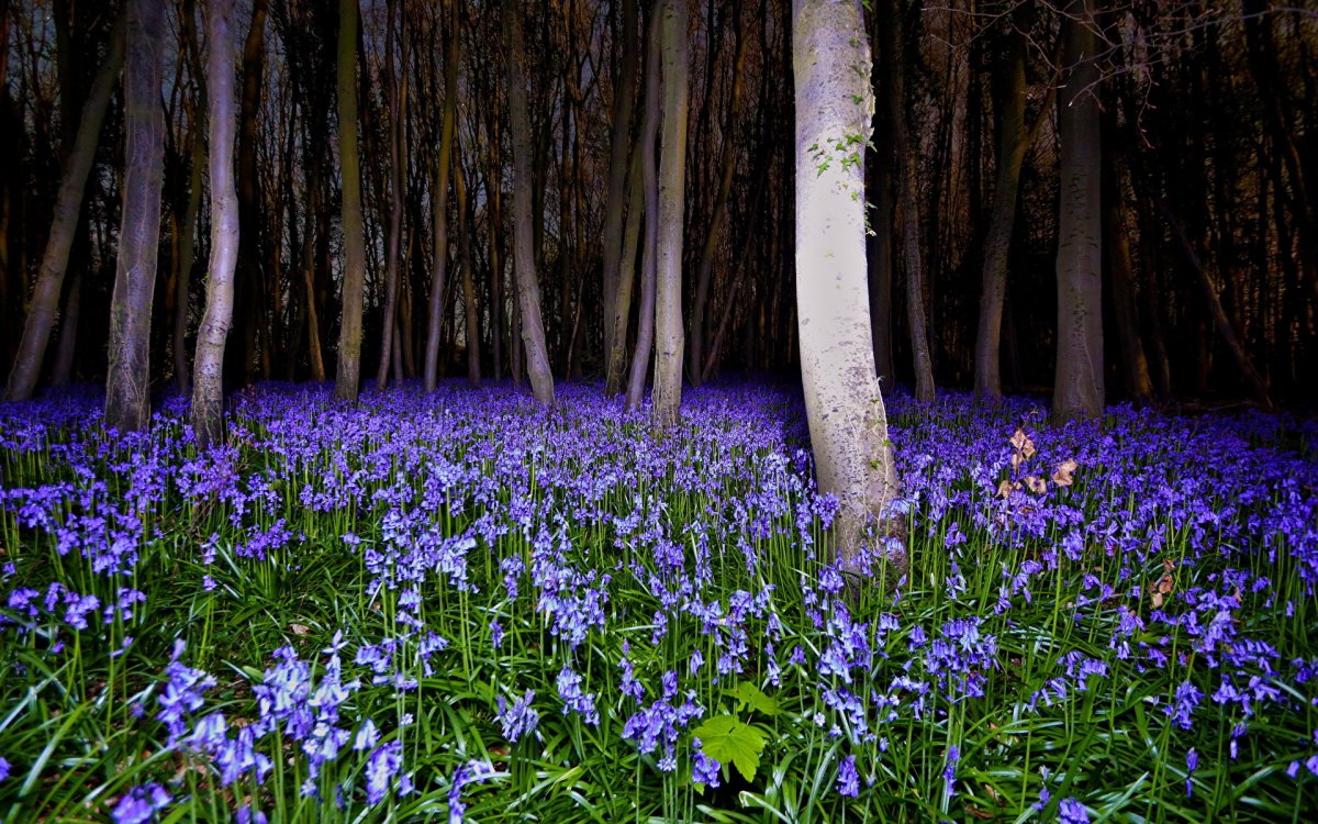 Цветы в лесу ночью