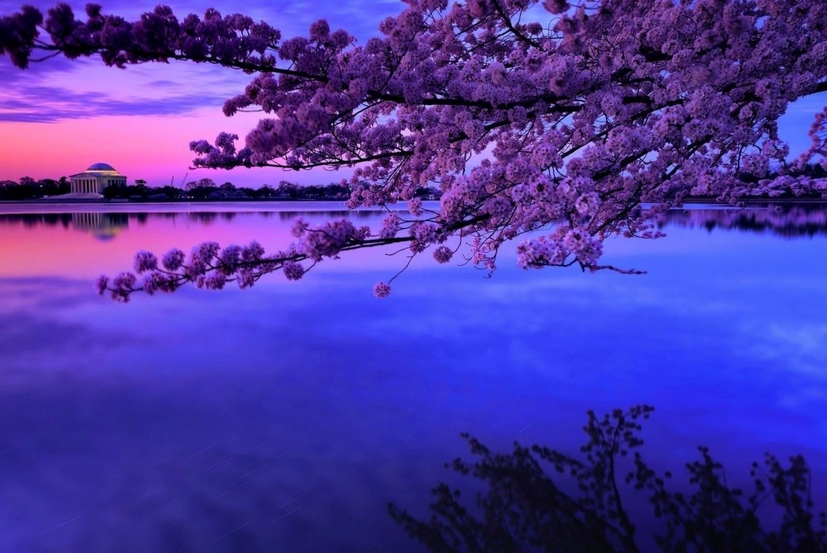 Пейзаж Сакура